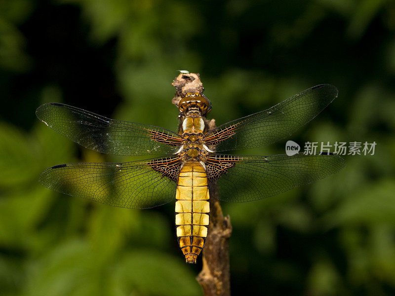 宽体追逐者(Libellula depressa)